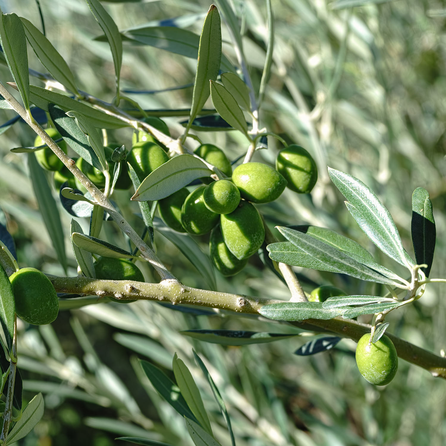 https://www.olive-lucy.com/wp-content/uploads/2022/09/olive-lucy-Melgarejo-Hojiblanca-extra-virgin-olive-oil.jpg